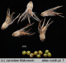 Trifolium arvense (koniczyna polna)