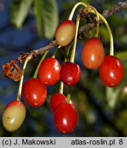 Prunus serrula (wiśnia tybetańska)