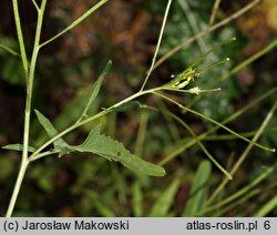 Sisymbrium irio (stulisz gładki)