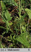 Sisymbrium irio (stulisz gładki)