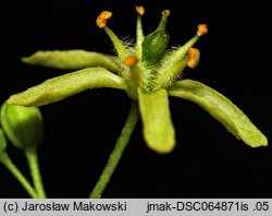 Ptelea trifoliata (parczelina trójlistkowa)