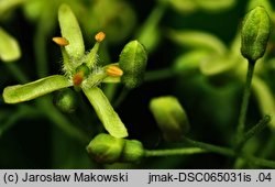 Ptelea trifoliata (parczelina trójlistkowa)