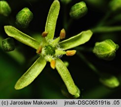 Ptelea trifoliata (parczelina trójlistkowa)