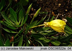 Oenothera macrocarpa (wiesiołek ozdobny)