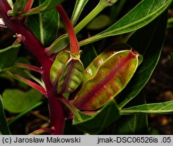 Oenothera macrocarpa (wiesiołek ozdobny)