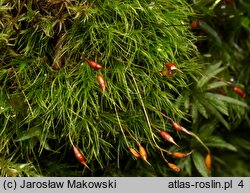 Dicranella heteromalla (widłoząbek włoskowy)