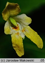 Impatiens parviflora (niecierpek drobnokwiatowy)