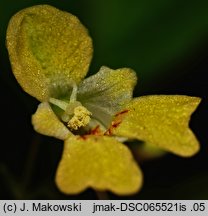 Impatiens parviflora (niecierpek drobnokwiatowy)