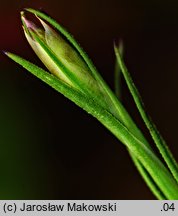 Petrorhagia prolifera (goździcznik wycięty)