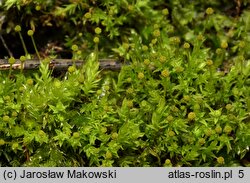 Aulacomnium androgynum (próchniczek obupłciowy)