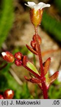 Saxifraga tridactylites (skalnica trójpalczasta)