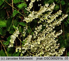 Fallopia aubertii (rdestówka Auberta)