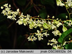 Fallopia aubertii (rdestówka Auberta)