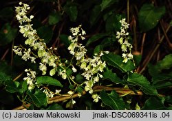 Fallopia aubertii (rdestówka Auberta)