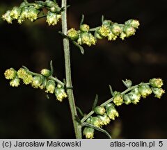 Artemisia campestris (bylica polna)