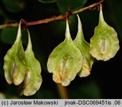 Fallopia aubertii (rdestówka Auberta)