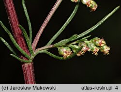 Artemisia campestris (bylica polna)