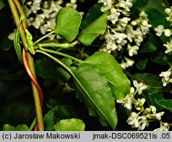 Fallopia aubertii (rdestówka Auberta)