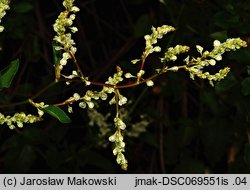 Fallopia aubertii (rdestówka Auberta)