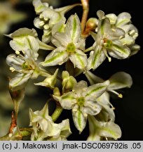 Fallopia aubertii (rdestówka Auberta)