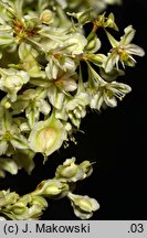 Fallopia aubertii (rdestówka Auberta)