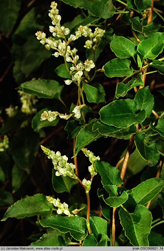 Fallopia aubertii (rdestówka Auberta)