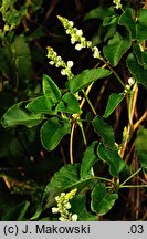 Fallopia aubertii (rdestówka Auberta)