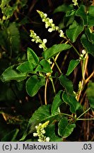 Fallopia aubertii (rdestówka Auberta)