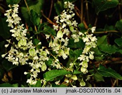 Fallopia aubertii (rdestówka Auberta)