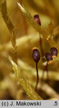 Brachythecium albicans (krótkosz wyblakły)