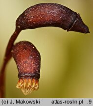 Brachythecium albicans (krótkosz wyblakły)