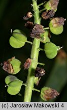 Muscari latifolium (szafirek szerokolistny)