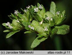 Valerianella locusta (roszpunka warzywna)