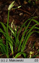 Allium paradoxum ssp. paradoxum (czosnek dziwny typowy)