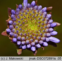 Jasione montana (jasieniec piaskowy)