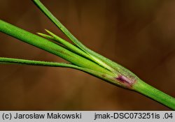 Petrorhagia prolifera (goździcznik wycięty)