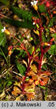 Saxifraga tridactylites (skalnica trójpalczasta)