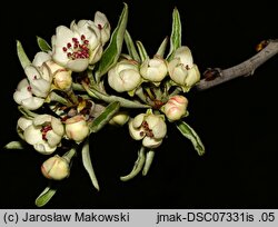 Pyrus salicifolia (grusza wierzbolistna)