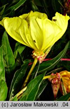 Oenothera macrocarpa (wiesiołek ozdobny)