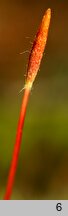 Polytrichum piliferum (płonnik włosisty)