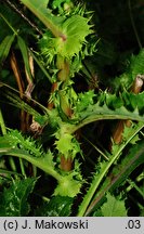 Sonchus asper (mlecz kolczasty)