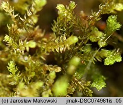 Kurzia pauciflora (muślinek skąporodny)