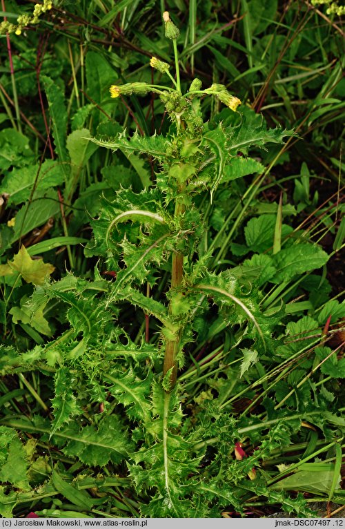 Sonchus asper (mlecz kolczasty)