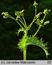 Sonchus asper (mlecz kolczasty)