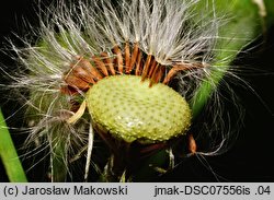 Sonchus asper (mlecz kolczasty)