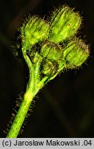 Sonchus arvensis ssp. arvensis (mlecz polny typowy)