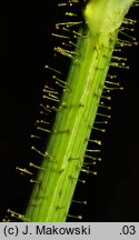 Sonchus arvensis ssp. arvensis (mlecz polny typowy)