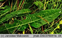 Sonchus arvensis ssp. arvensis (mlecz polny typowy)