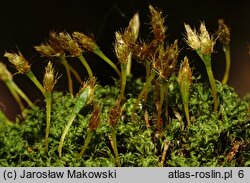 Ulota bruchii (nastroszek Brucha)