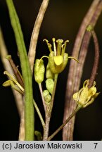 Sisymbrium irio (stulisz gładki)